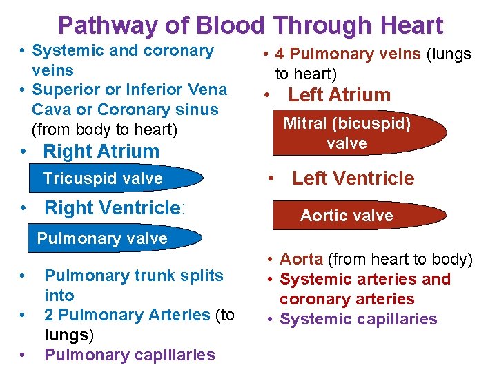 Pathway of Blood Through Heart • Systemic and coronary veins • Superior or Inferior