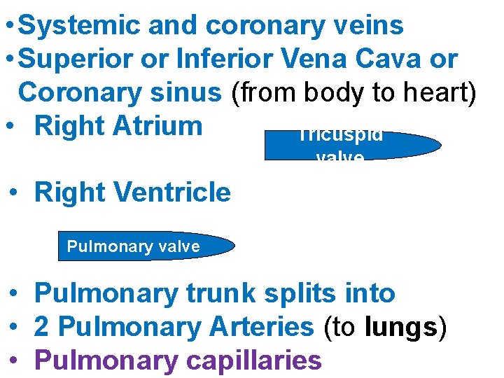  • Systemic and coronary veins • Superior or Inferior Vena Cava or Coronary