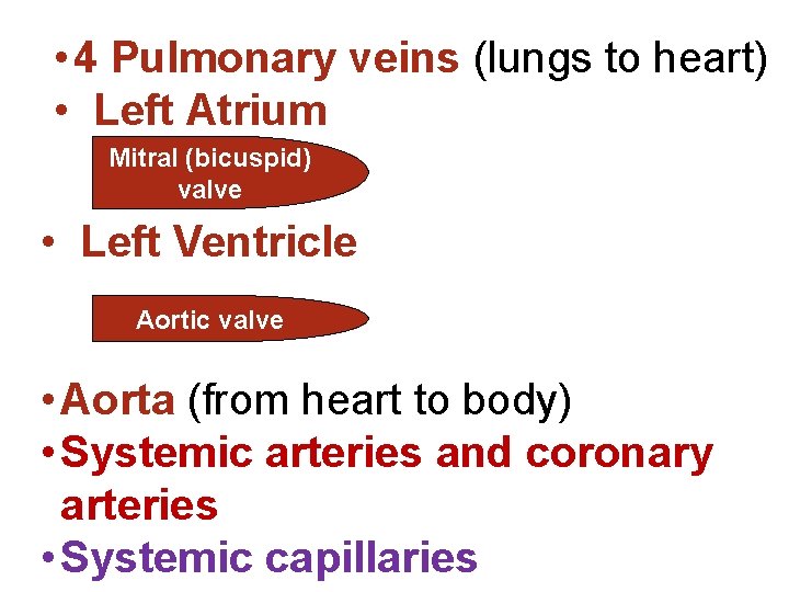  • 4 Pulmonary veins (lungs to heart) • Left Atrium Mitral (bicuspid) valve