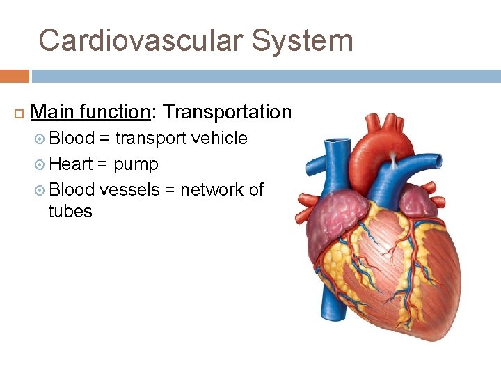 Cardiovascular System Main function: Transportation Blood = transport vehicle Heart = pump Blood vessels