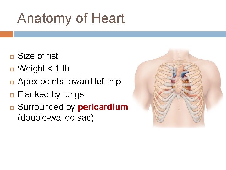 Anatomy of Heart Size of fist Weight < 1 lb. Apex points toward left