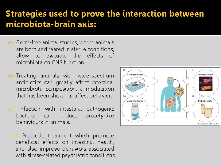 Strategies used to prove the interaction between microbiota-brain axis: (A) Germ-free animal studies, where