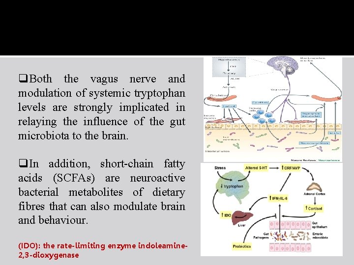 q. Both the vagus nerve and modulation of systemic tryptophan levels are strongly implicated