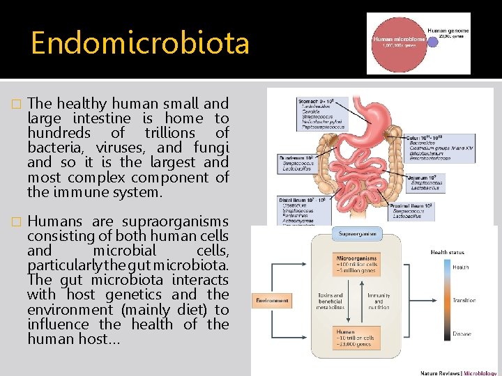Endomicrobiota � The healthy human small and large intestine is home to hundreds of