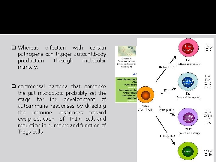 q Whereas infection with certain pathogens can trigger autoantibody production through molecular mimicry, q