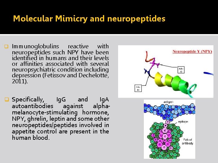 Molecular Mimicry and neuropeptides q Immunoglobulins reactive with neuropeptides such NPY have been identified