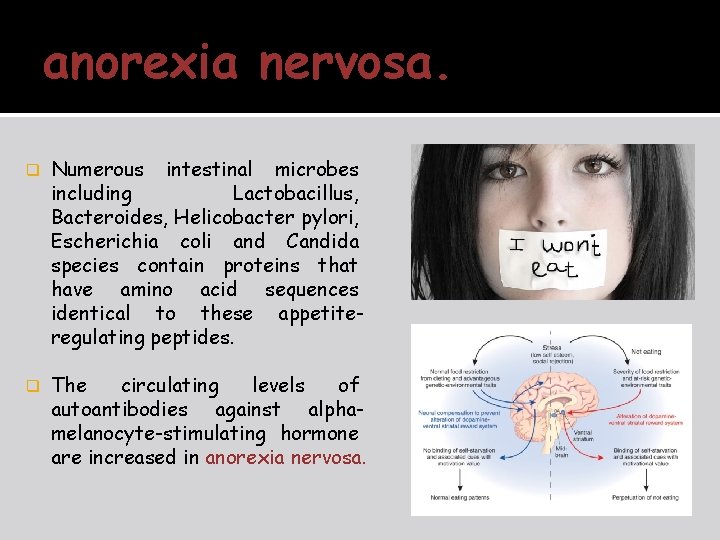 anorexia nervosa. q Numerous intestinal microbes including Lactobacillus, Bacteroides, Helicobacter pylori, Escherichia coli and