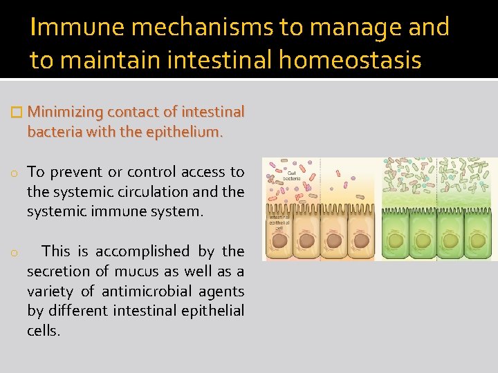 Immune mechanisms to manage and to maintain intestinal homeostasis � Minimizing contact of intestinal