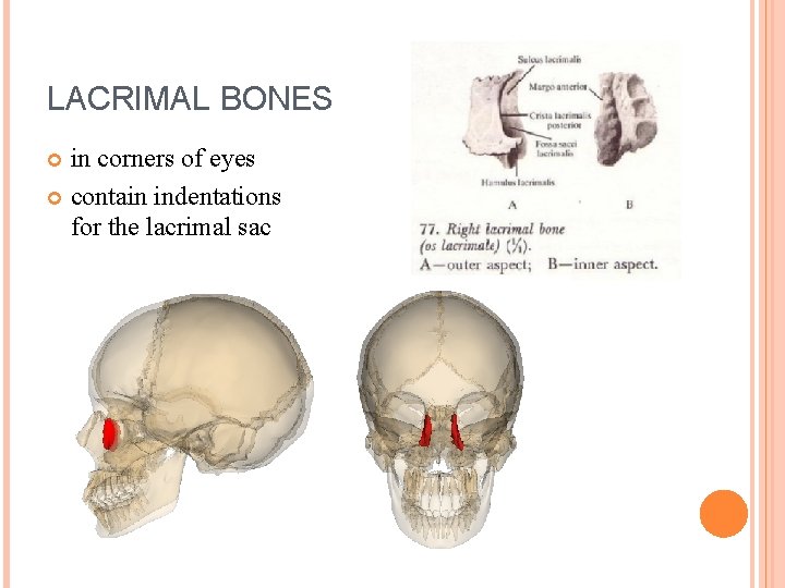 LACRIMAL BONES in corners of eyes contain indentations for the lacrimal sac 