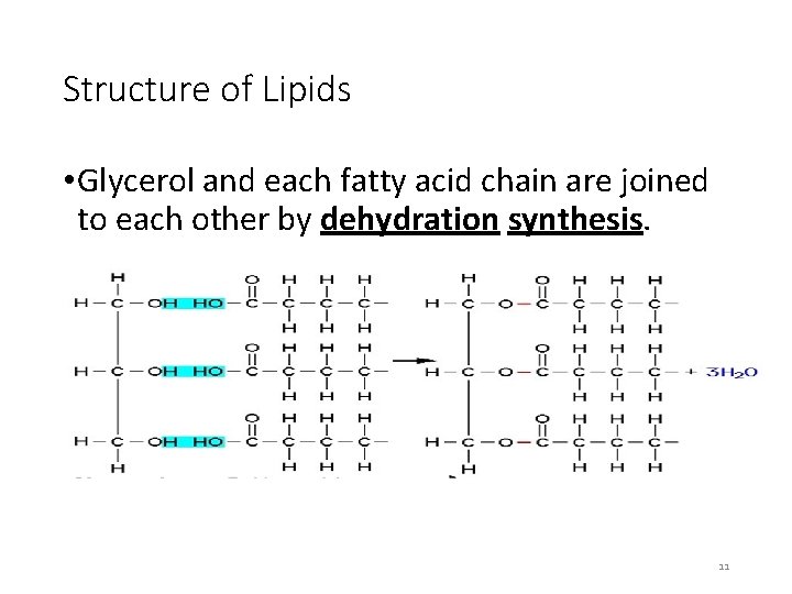 Structure of Lipids • Glycerol and each fatty acid chain are joined to each