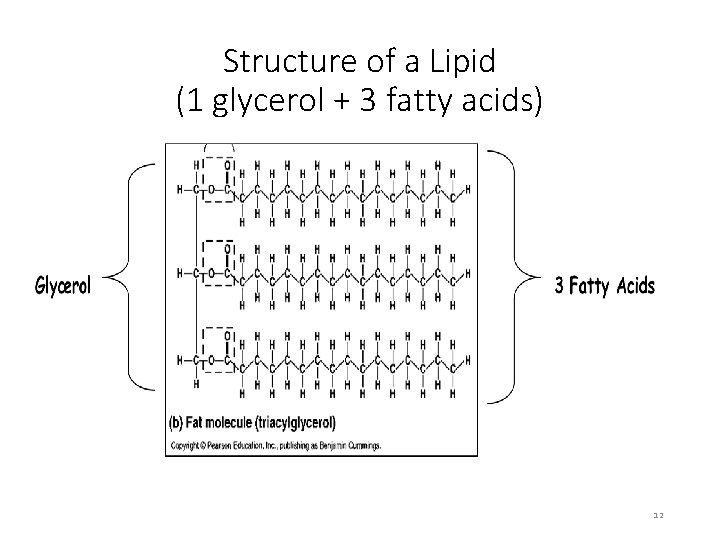 Structure of a Lipid (1 glycerol + 3 fatty acids) 12 