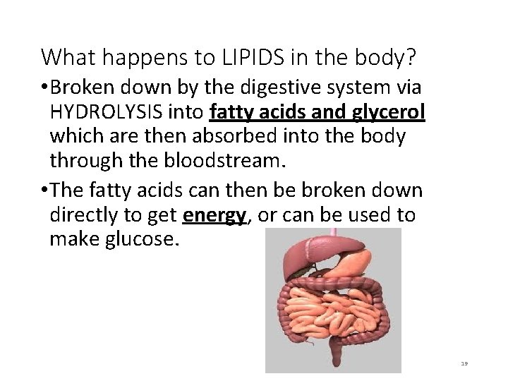 What happens to LIPIDS in the body? • Broken down by the digestive system