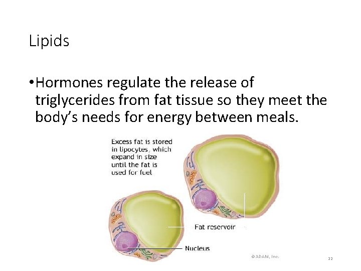 Lipids • Hormones regulate the release of triglycerides from fat tissue so they meet