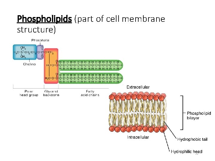 Phospholipids (part of cell membrane structure) 24 