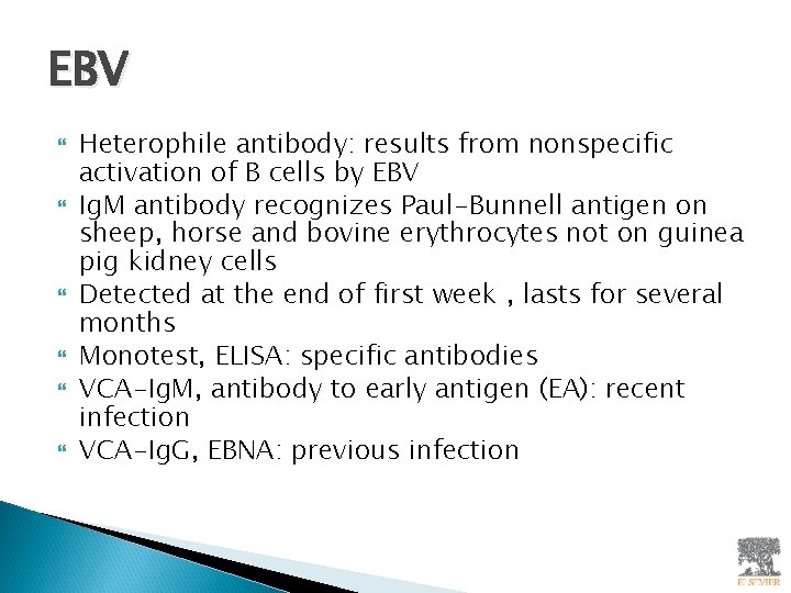 EBV Heterophile antibody: results from nonspecific activation of B cells by EBV Ig. M