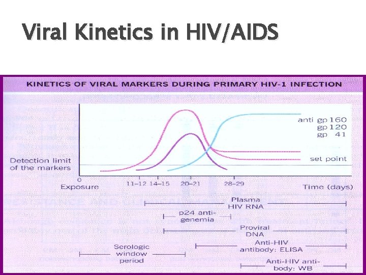 Viral Kinetics in HIV/AIDS 