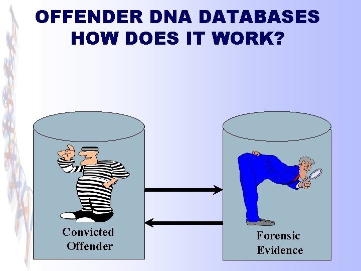 OFFENDER DNA DATABASES HOW DOES IT WORK? Convicted Offender Forensic Evidence 
