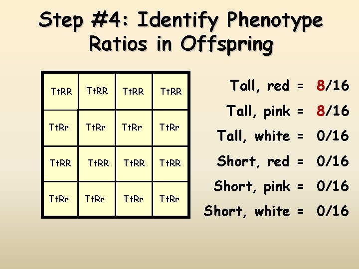 Step #4: Identify Phenotype Ratios in Offspring Tt. RR Tall, red = 8/16 Tall,