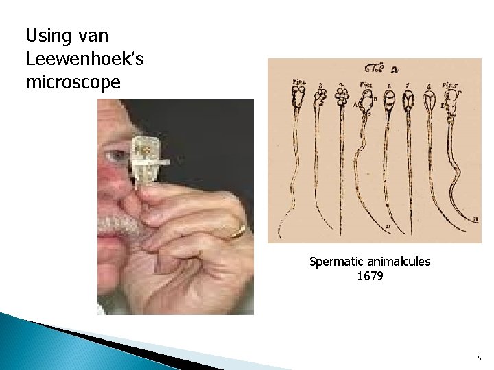 Using van Leewenhoek’s microscope Spermatic animalcules 1679 5 