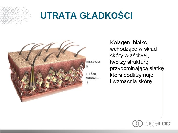 UTRATA GŁADKOŚCI Naskóre k Skóra właściw a Kolagen, białko wchodzące w skład skóry właściwej,