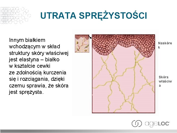 UTRATA SPRĘŻYSTOŚCI Innym białkiem wchodzącym w skład struktury skóry właściwej jest elastyna – białko