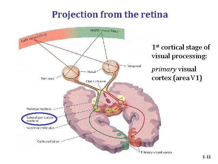 Projection from the retina 1 st cortical stage of visual processing: primary visual cortex