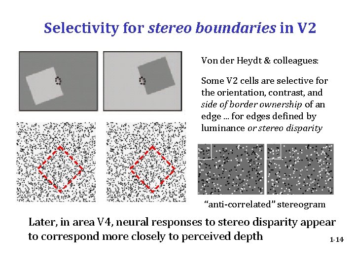 Selectivity for stereo boundaries in V 2 Von der Heydt & colleagues: Some V