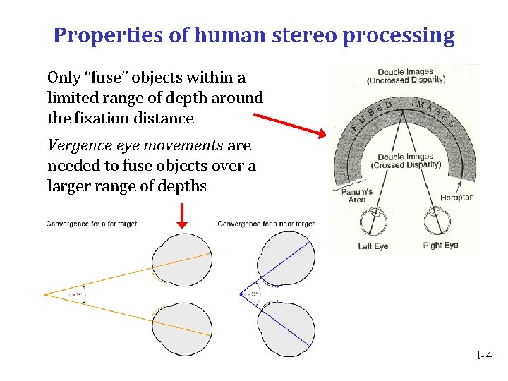 Properties of human stereo processing Only “fuse” objects within a limited range of depth