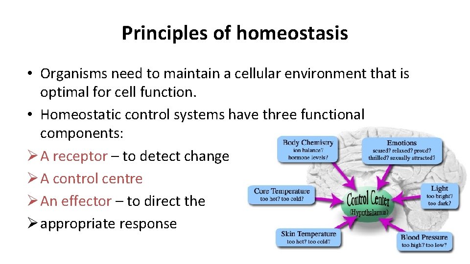 Principles of homeostasis • Organisms need to maintain a cellular environment that is optimal