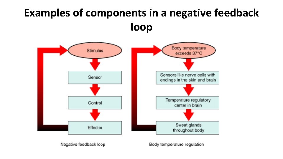 Examples of components in a negative feedback loop 