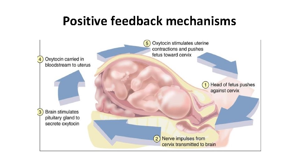 Positive feedback mechanisms 