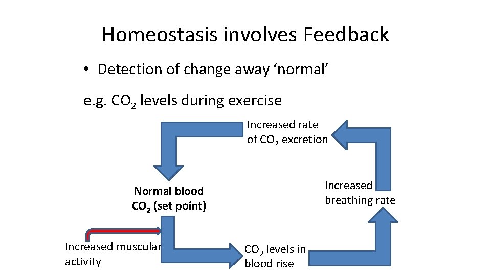 Homeostasis involves Feedback • Detection of change away ‘normal’ e. g. CO 2 levels