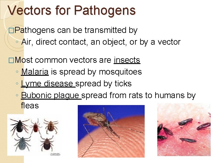 Vectors for Pathogens �Pathogens can be transmitted by ◦ Air, direct contact, an object, Vectors for Pathogens �Pathogens can be transmitted by ◦ Air, direct contact, an object,