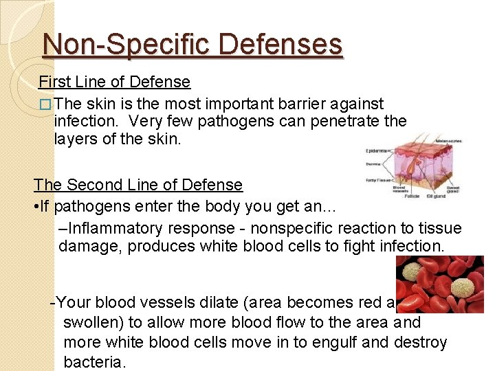 Non-Specific Defenses First Line of Defense � The skin is the most important barrier Non-Specific Defenses First Line of Defense � The skin is the most important barrier