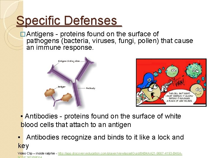 Specific Defenses � Antigens - proteins found on the surface of pathogens (bacteria, viruses, Specific Defenses � Antigens - proteins found on the surface of pathogens (bacteria, viruses,