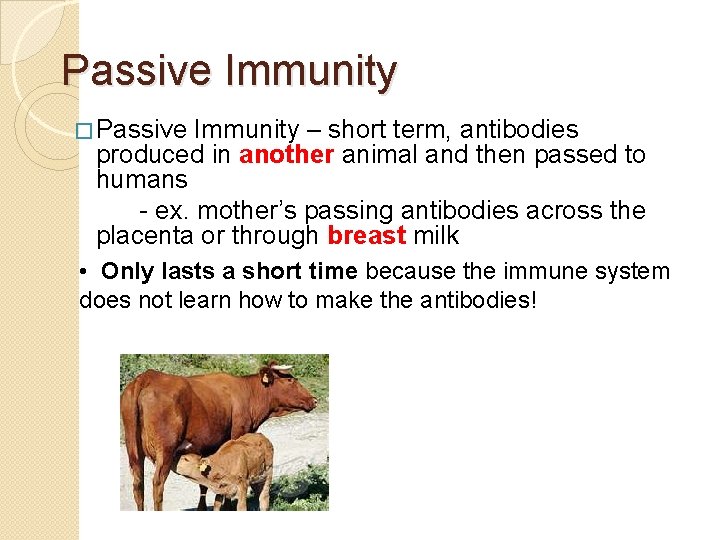 Passive Immunity � Passive Immunity – short term, antibodies produced in another animal and Passive Immunity � Passive Immunity – short term, antibodies produced in another animal and