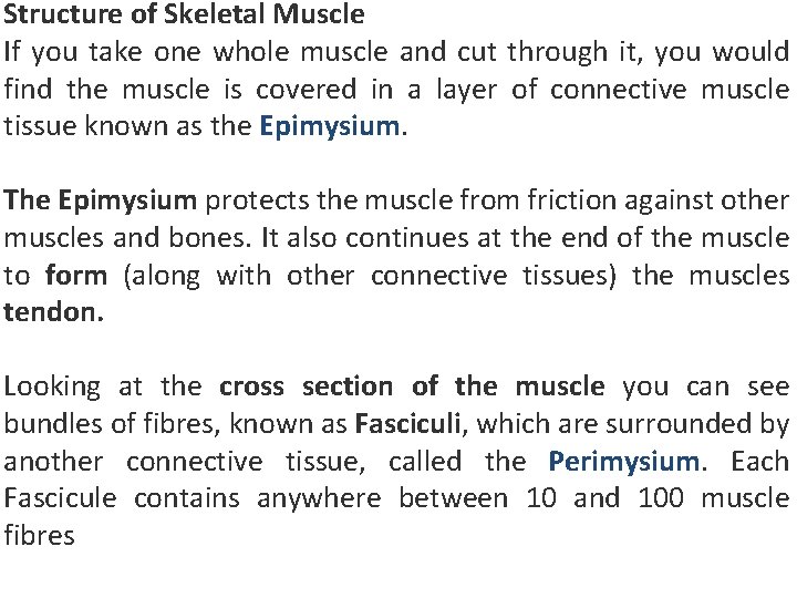 Structure of Skeletal Muscle If you take one whole muscle and cut through it,