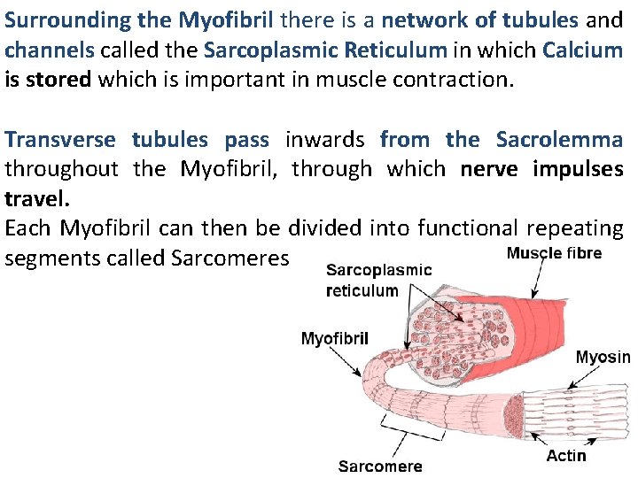 Surrounding the Myofibril there is a network of tubules and channels called the Sarcoplasmic