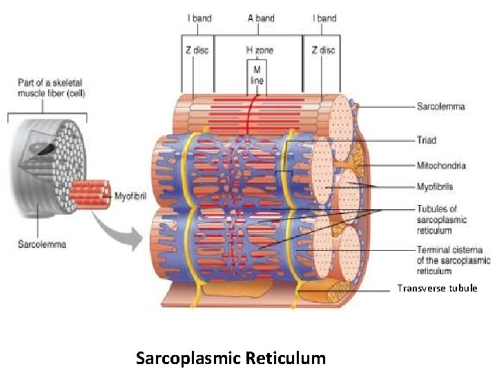 Transverse tubule Sarcoplasmic Reticulum 