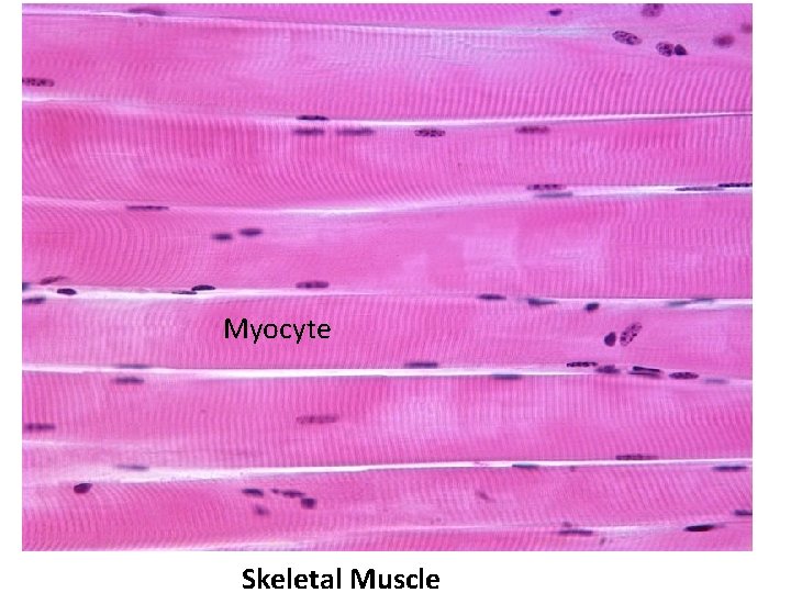 Myocyte Skeletal Muscle 