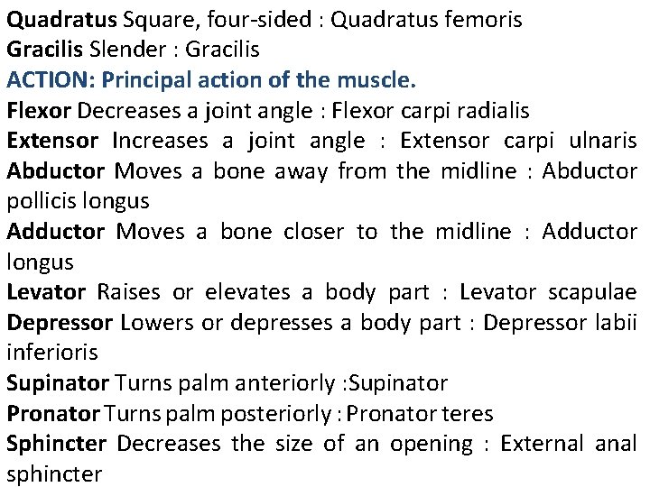 Quadratus Square, four-sided : Quadratus femoris Gracilis Slender : Gracilis ACTION: Principal action of