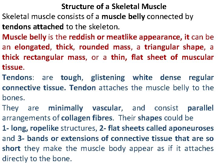 Structure of a Skeletal Muscle Skeletal muscle consists of a muscle belly connected by