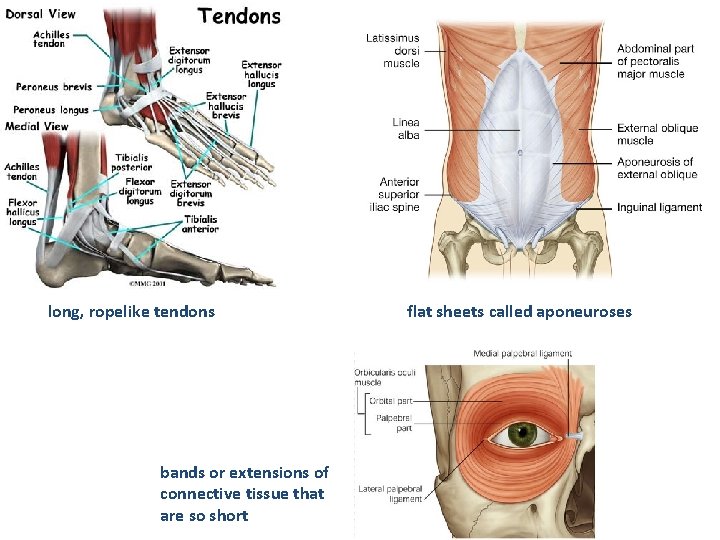 long, ropelike tendons bands or extensions of connective tissue that are so short flat