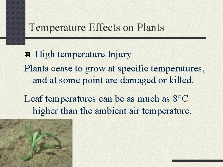 Temperature Effects on Plants High temperature Injury Plants cease to grow at specific temperatures,