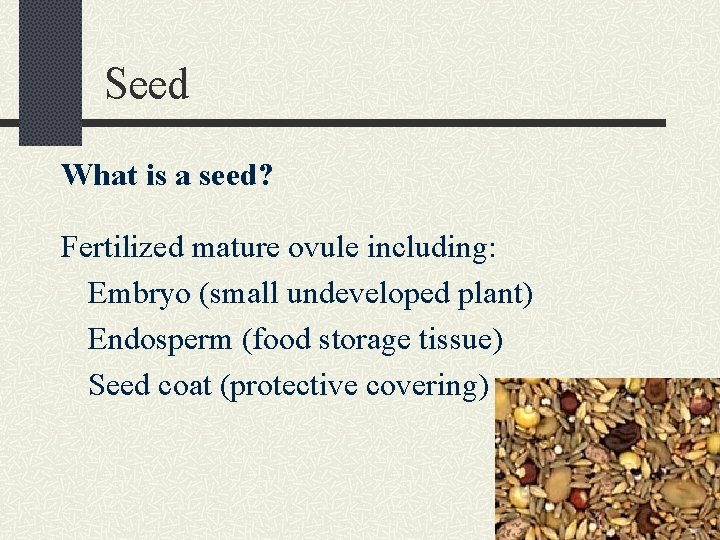 Seed What is a seed? Fertilized mature ovule including: Embryo (small undeveloped plant) Endosperm