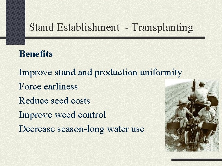 Stand Establishment - Transplanting Benefits Improve stand production uniformity Force earliness Reduce seed costs