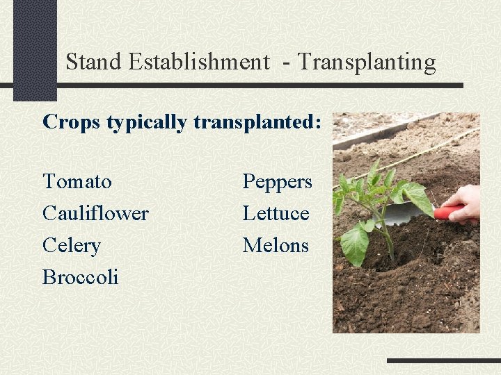 Stand Establishment - Transplanting Crops typically transplanted: Tomato Cauliflower Celery Broccoli Peppers Lettuce Melons