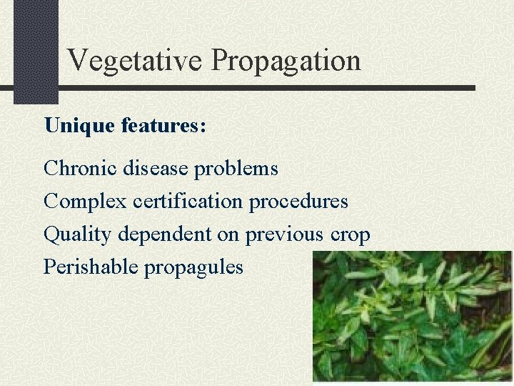 Vegetative Propagation Unique features: Chronic disease problems Complex certification procedures Quality dependent on previous