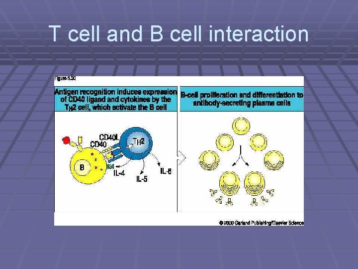T cell and B cell interaction 