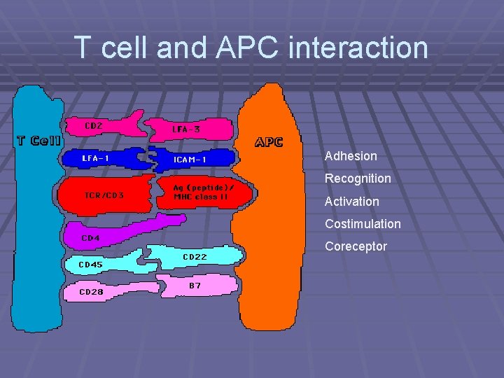 T cell and APC interaction Adhesion Recognition Activation Costimulation Coreceptor 